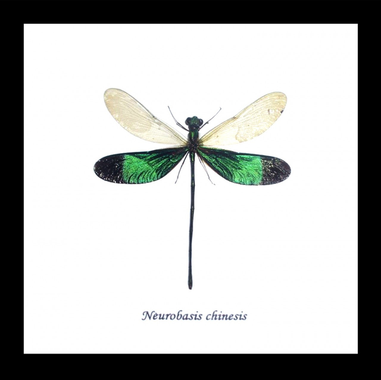 Dragonflies Neurobasis chinensis  Bits and Bugs 