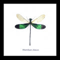 Dragonflies Neurobasis chinensis  Bits and Bugs 