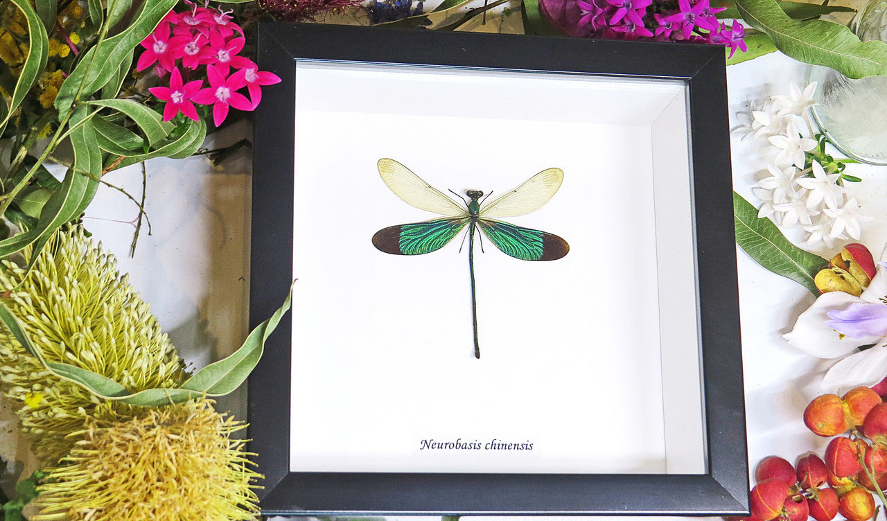 Dragonflies Neurobasis chinensis  Bits and Bugs 