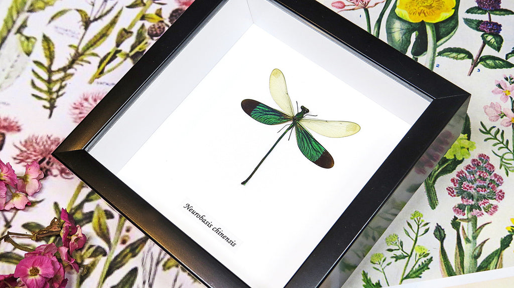 Dragonflies Neurobasis chinensis  Bits and Bugs 