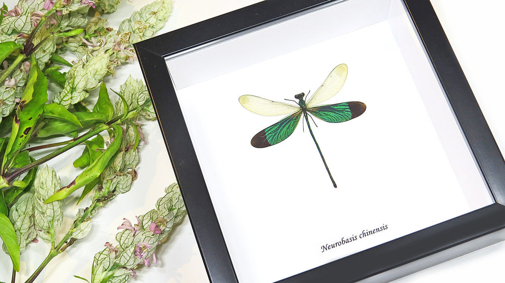 Dragonflies Neurobasis chinensis  Bits and Bugs 