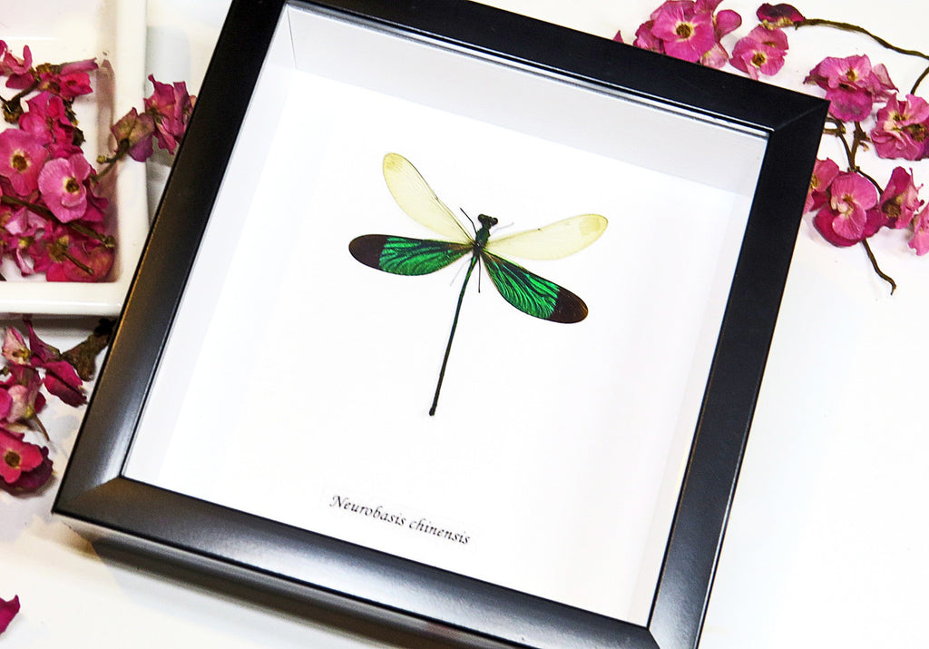 Dragonflies Neurobasis chinensis  Bits and Bugs 