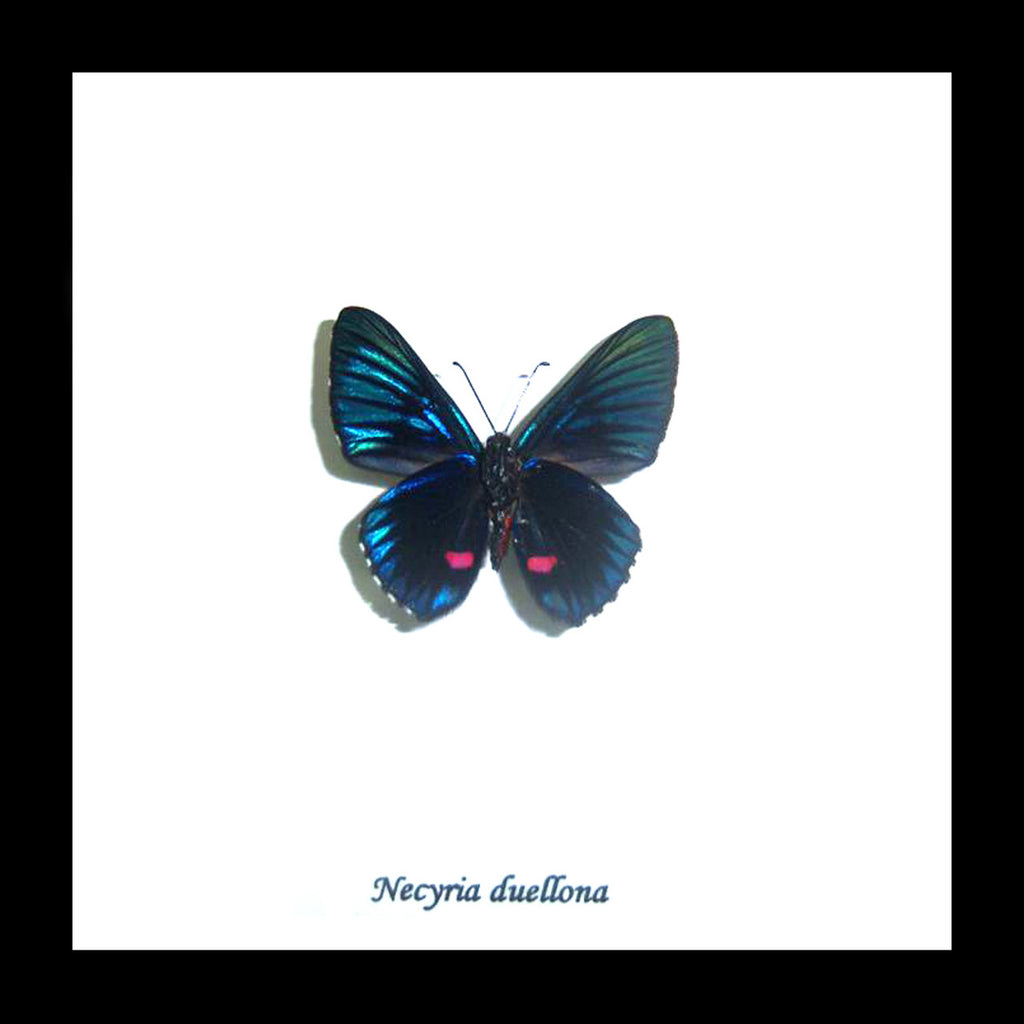 Taxidermy real butterfly Necyria duellona Bits&Bugs 