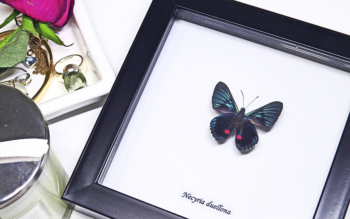 Taxidermy real butterfly Necyria duellona Bits&Bugs 