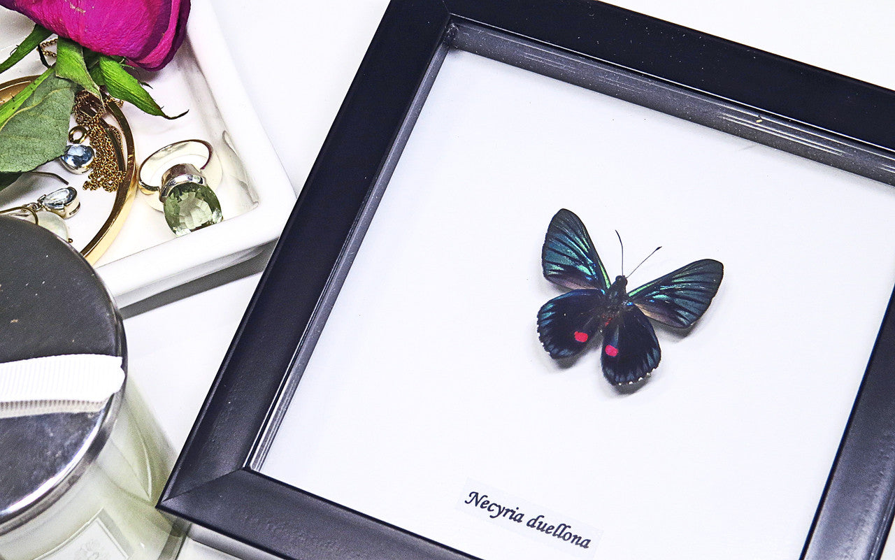 Taxidermy real butterfly Necyria duellona Bits&Bugs 