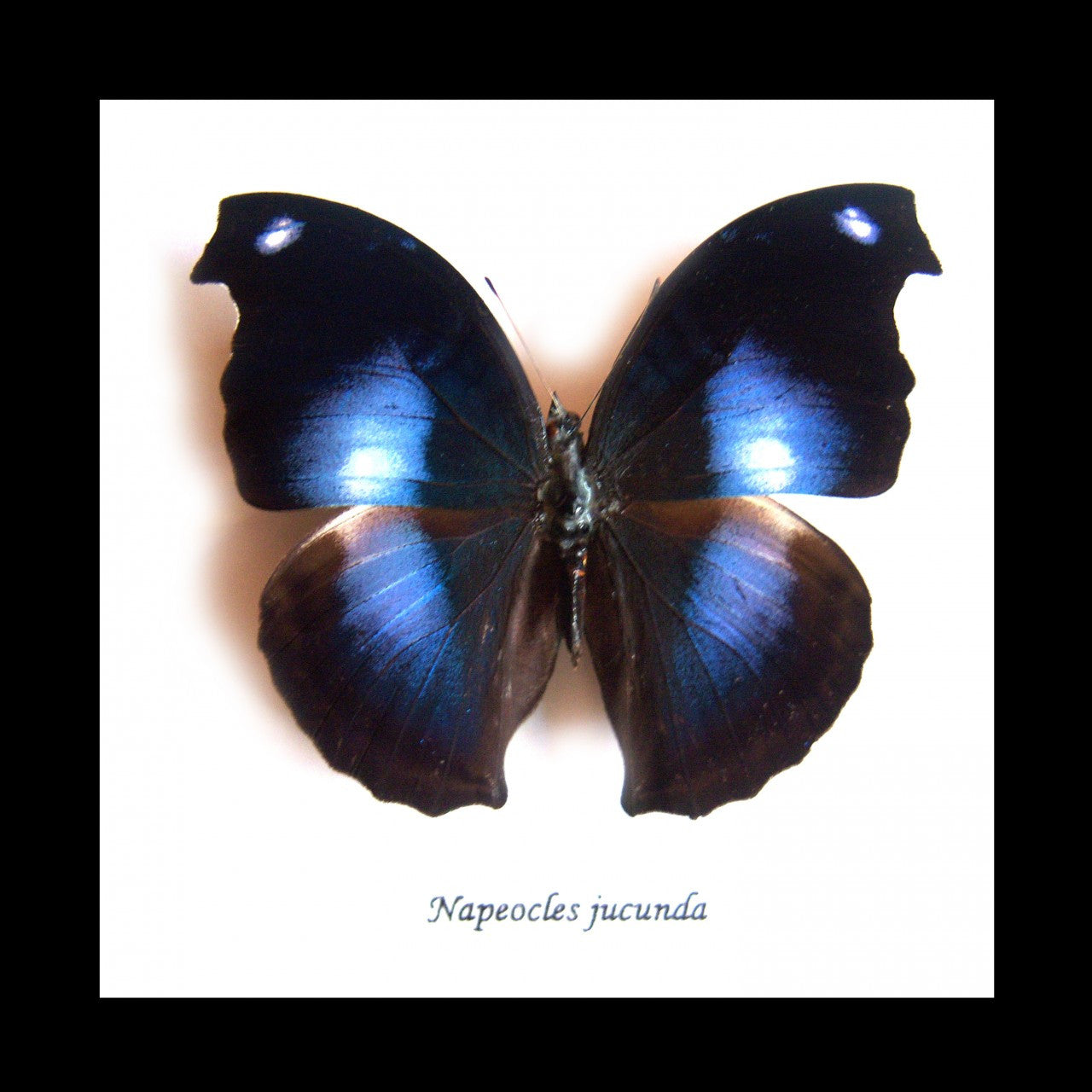  Butterfly framed Napeocles jucunda Bits&Bugs 