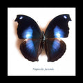  Butterfly framed Napeocles jucunda Bits&Bugs 