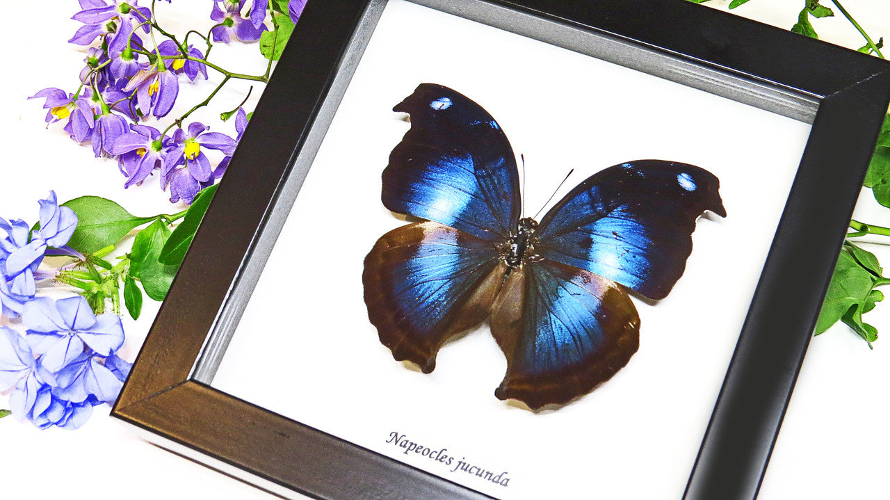  Butterfly framed Napeocles jucunda Bits&Bugs 