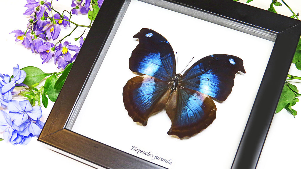  Butterfly framed Napeocles jucunda Bits&Bugs 