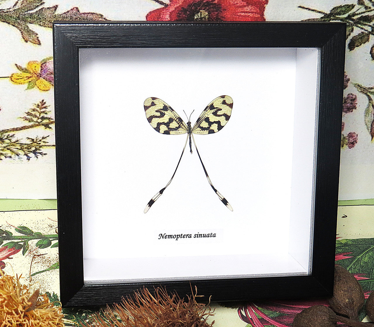 Nemoptera sinuata