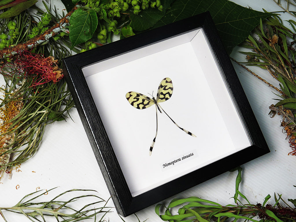 Nemoptera sinuata