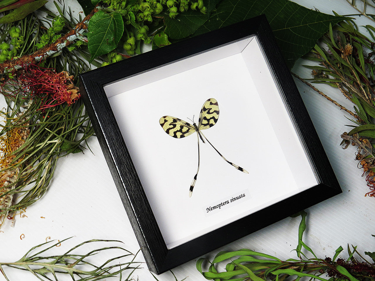 Nemoptera sinuata