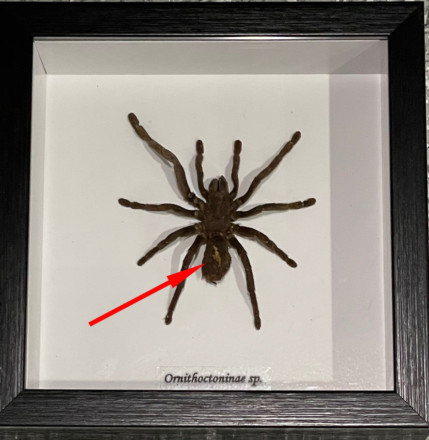 Tarantula spider species # Z ( special )
