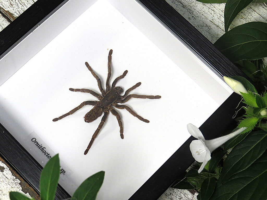spider 
