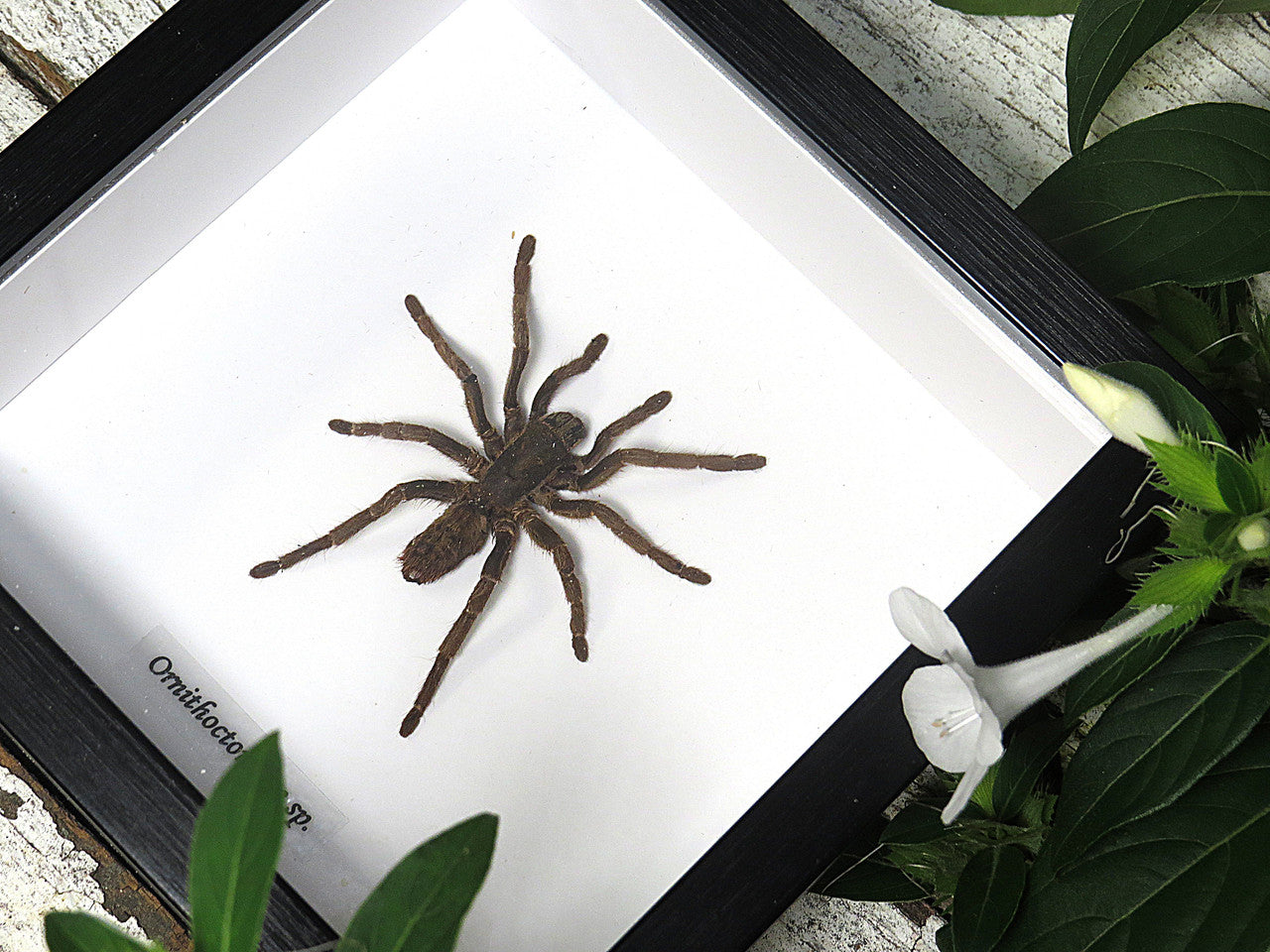 spider 