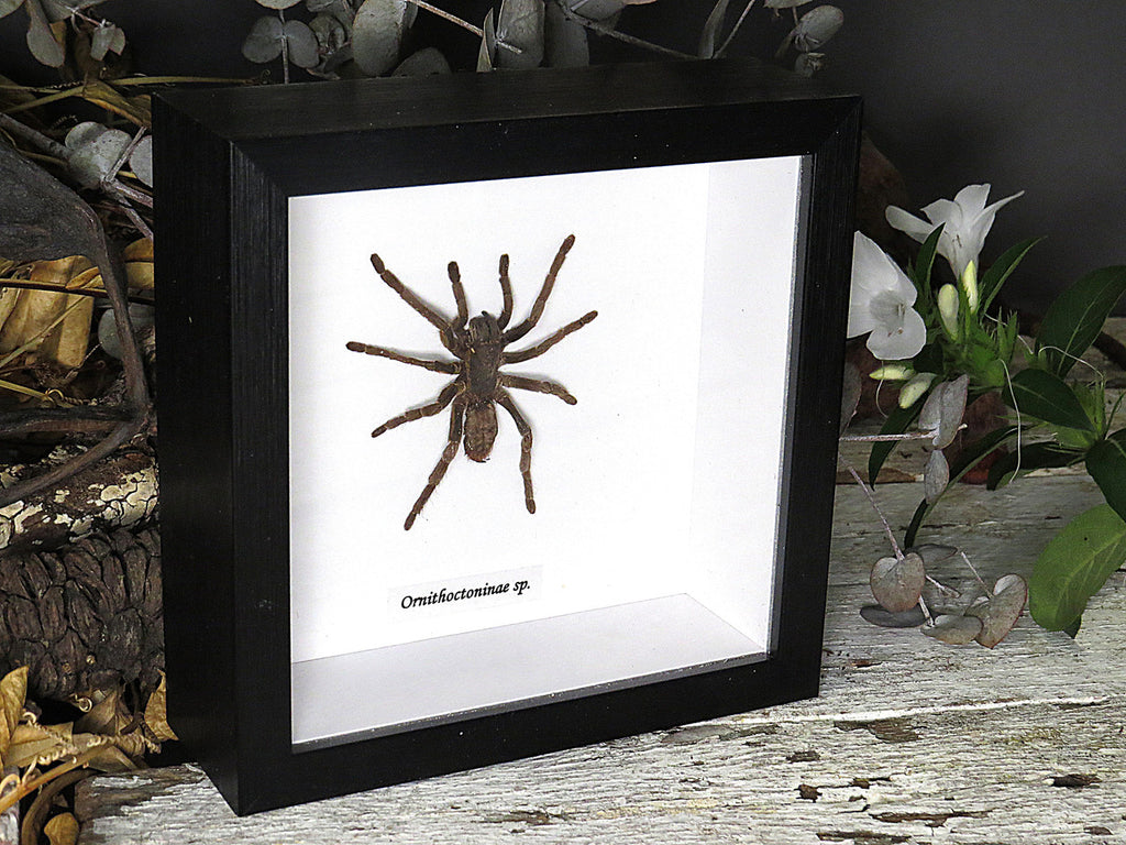 spider 
