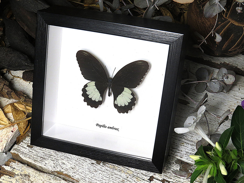 Papilio ambrax
