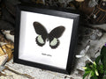Papilio ambrax