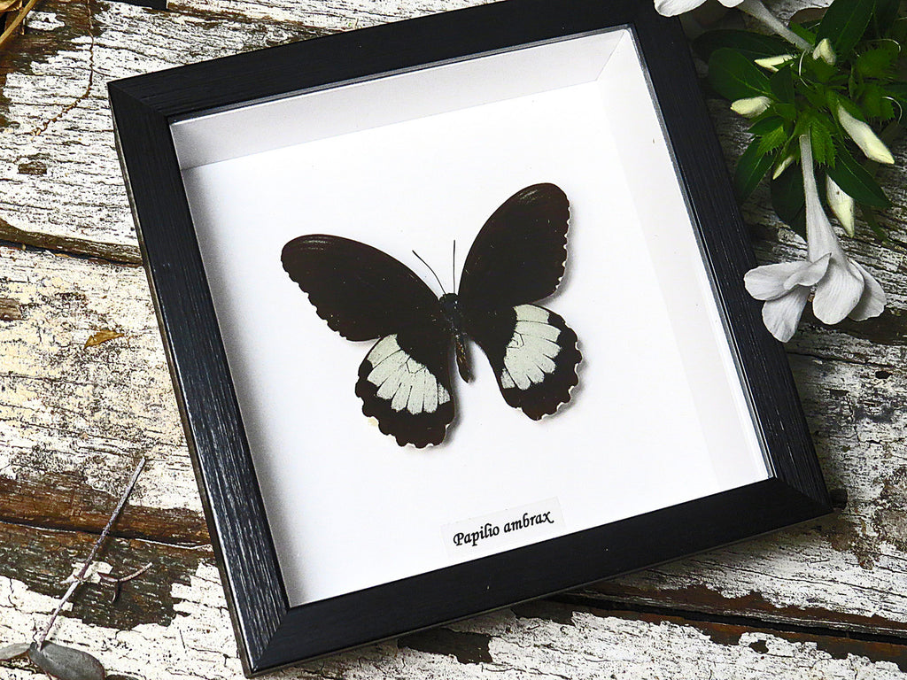 Papilio ambrax