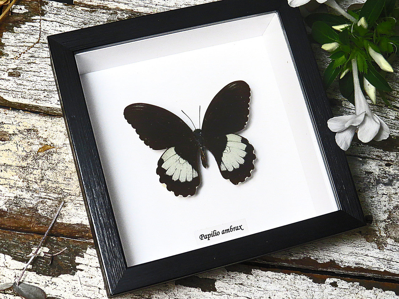Papilio ambrax