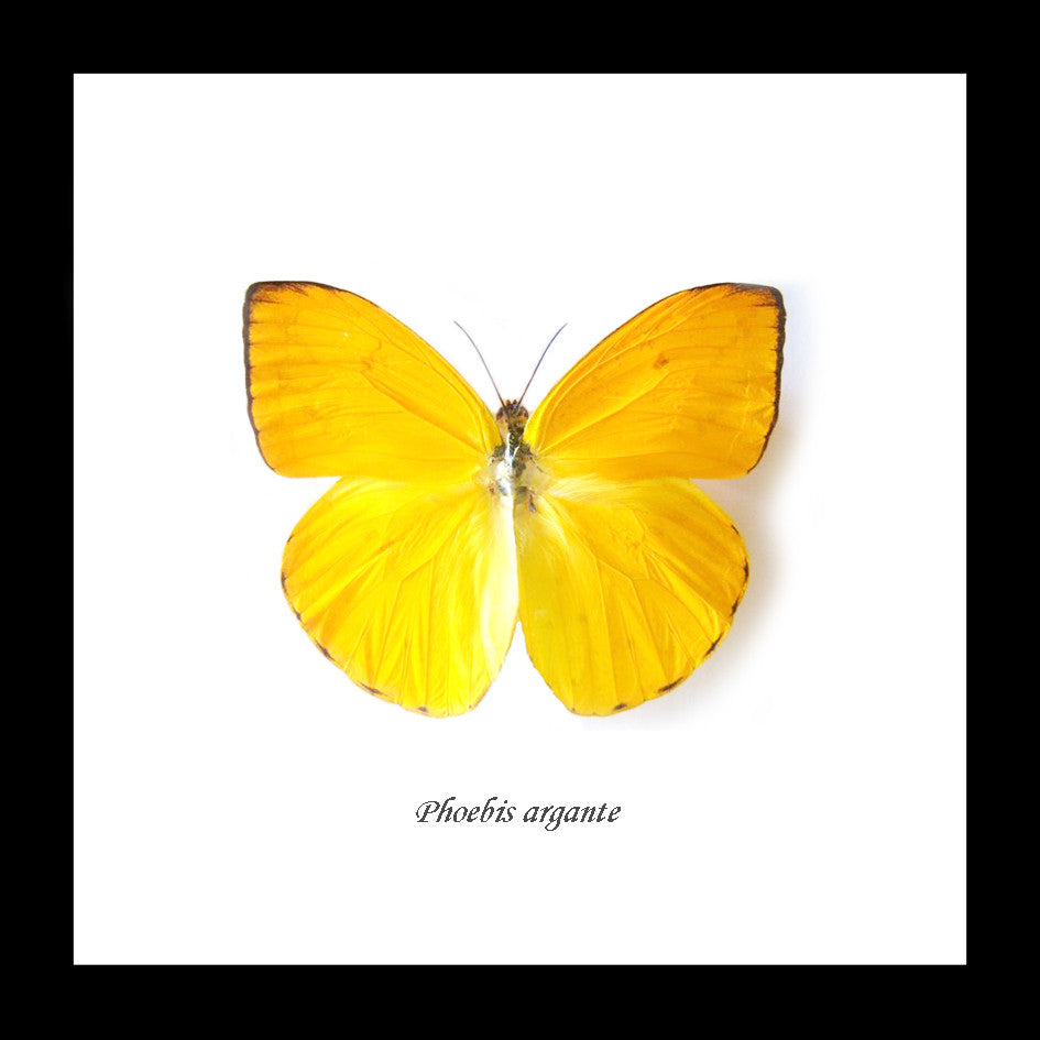 Framed butterflies  Phoebis argante Bits & Bugs 