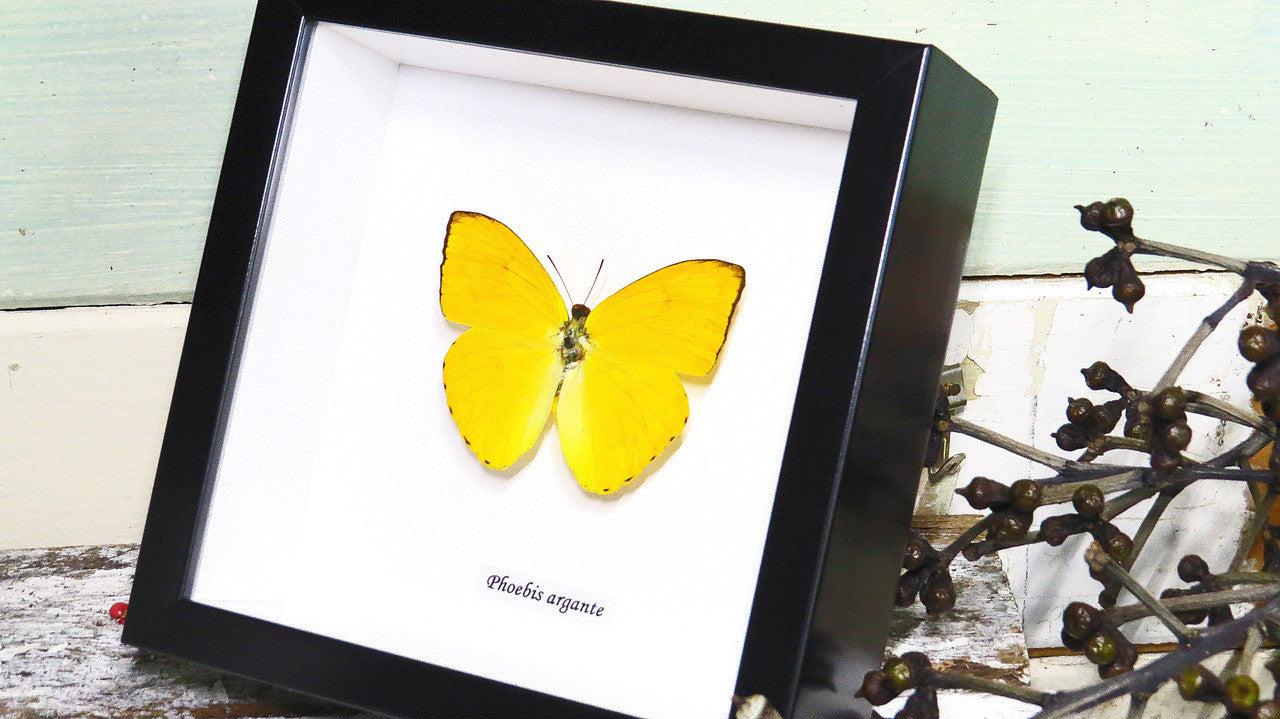 Framed butterflies  Phoebis argante Bits & Bugs 