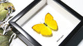 Framed butterflies  Phoebis argante Bits & Bugs 