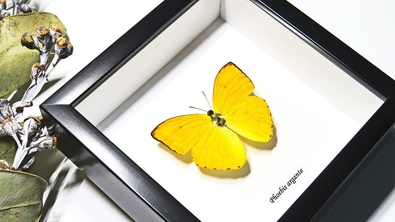 Framed butterflies  Phoebis argante Bits & Bugs 