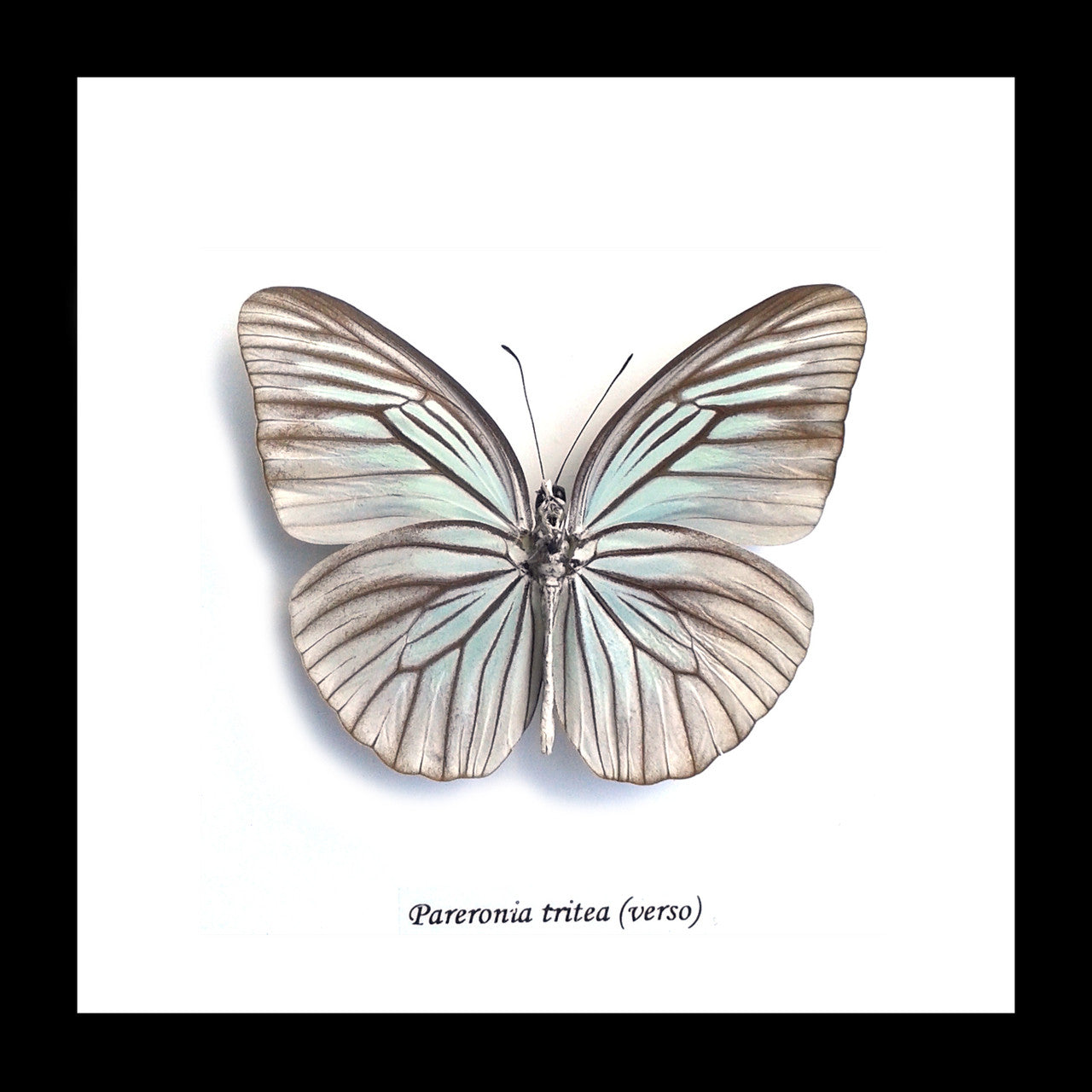Framed butterflies Pareronia tritea Bits & Bugs