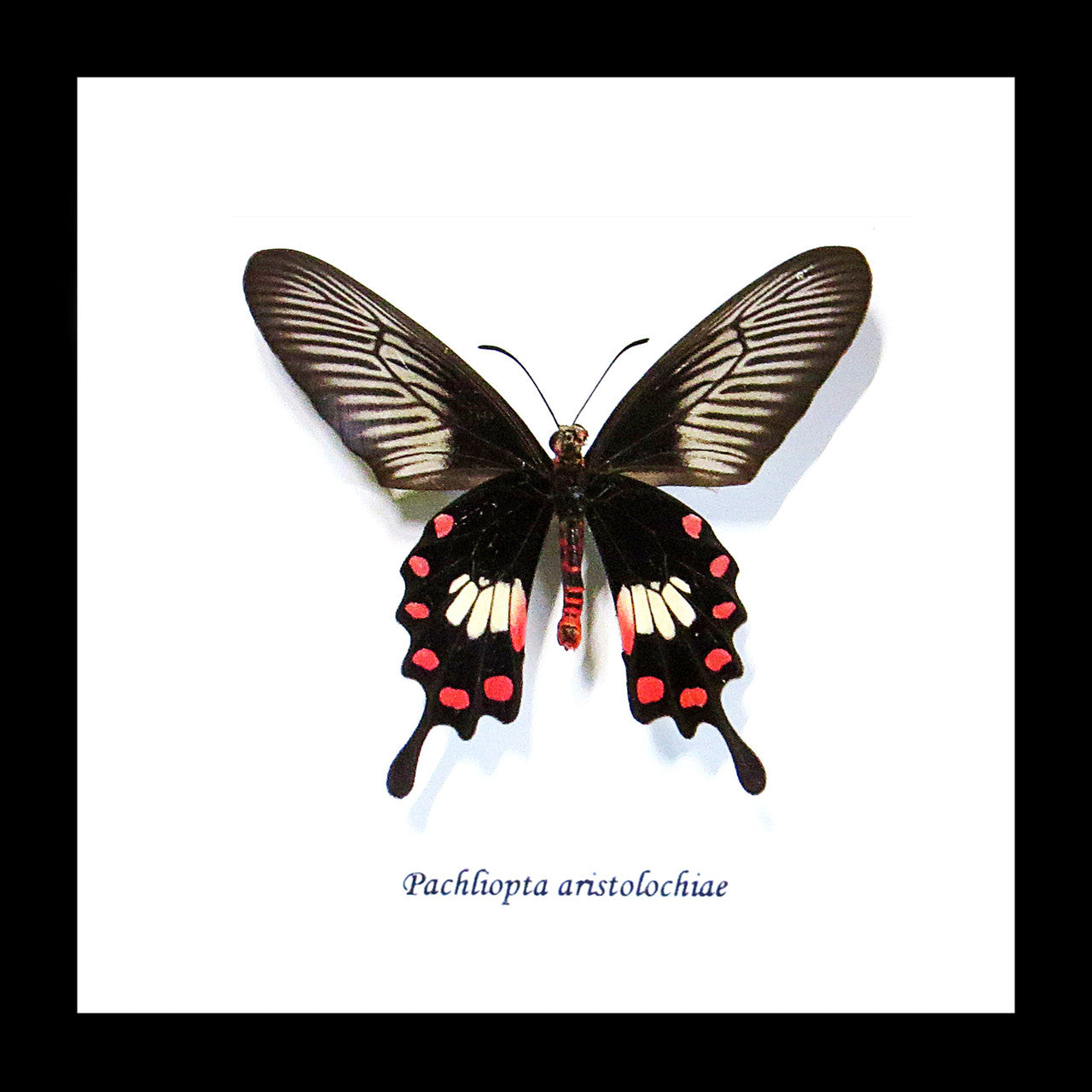 Framed butterflies Bits & Bugs