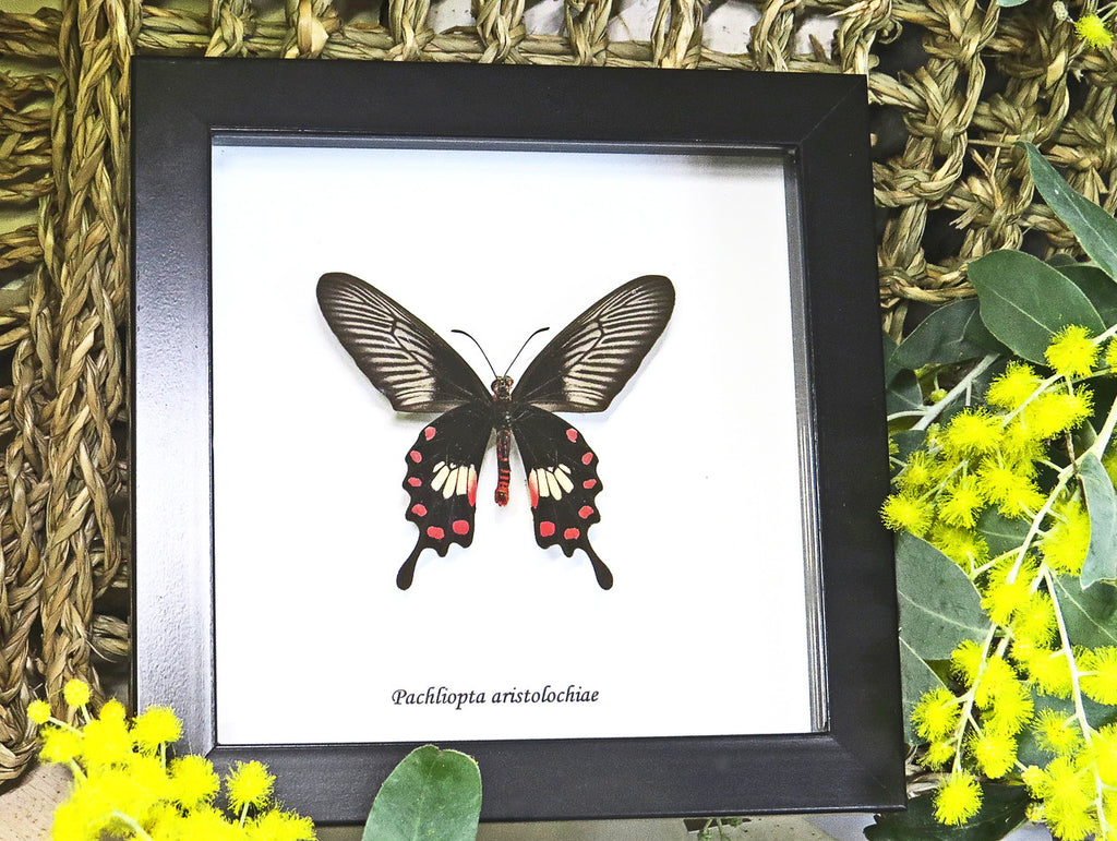 Framed butterflies Bits & Bugs