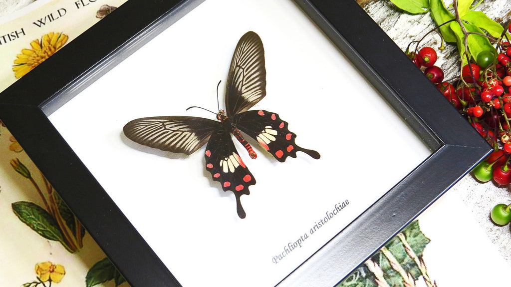 Framed butterflies Bits & Bugs