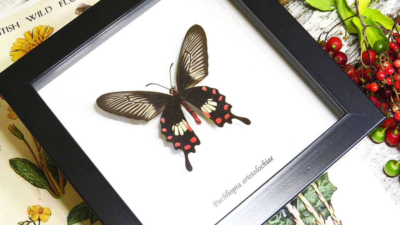 Framed butterflies Bits & Bugs