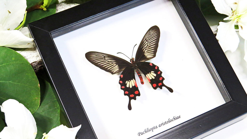 Framed butterflies Bits & Bugs