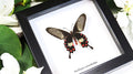 Framed butterflies Bits & Bugs