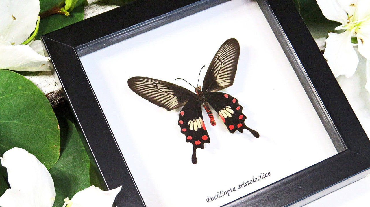 Framed butterflies Bits & Bugs
