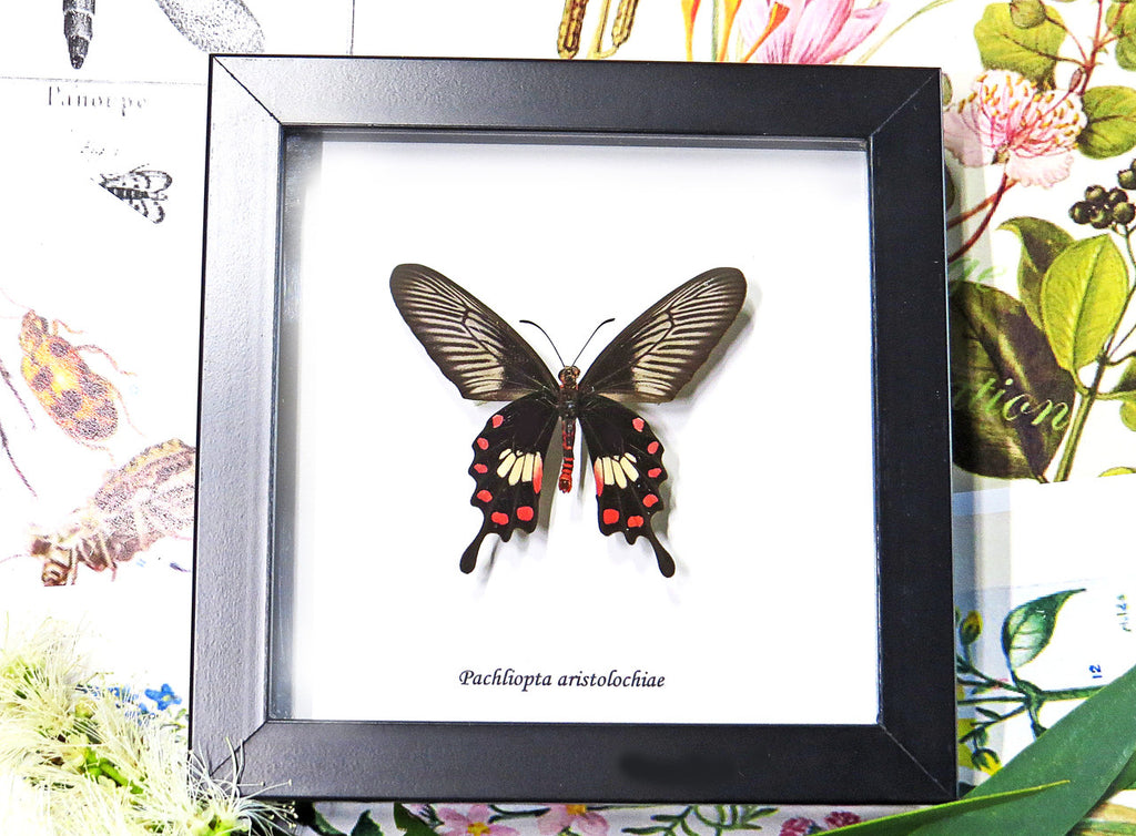 Framed butterflies Bits & Bugs