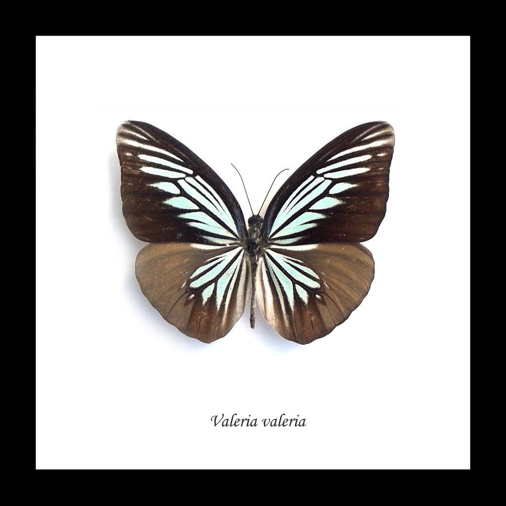Framed butterflies Bits & Bugs
