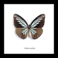 Framed butterflies Bits & Bugs