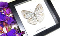Framed butterflies Pareronia tritea Bits & Bugs