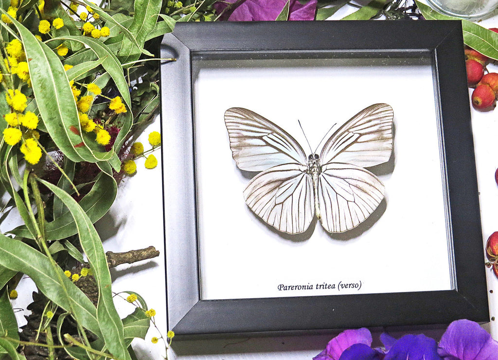 Framed butterflies Pareronia tritea Bits & Bugs