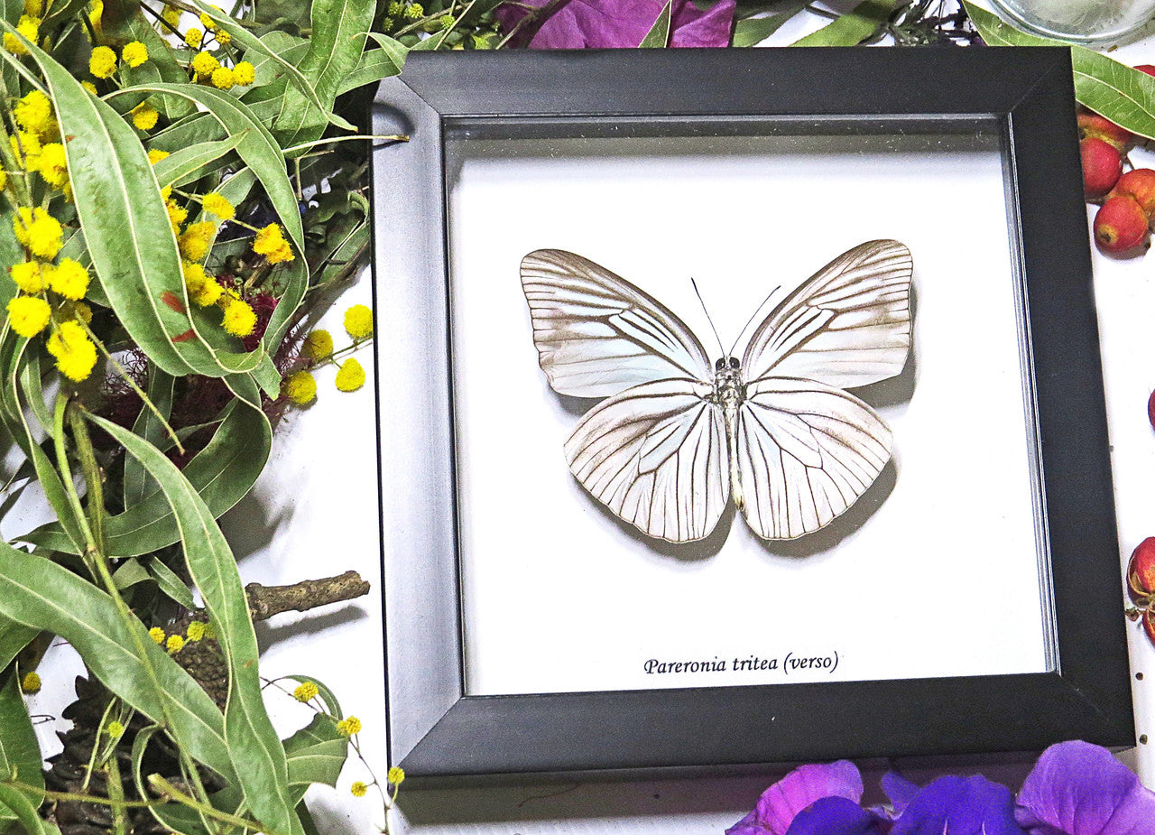 Framed butterflies Pareronia tritea Bits & Bugs
