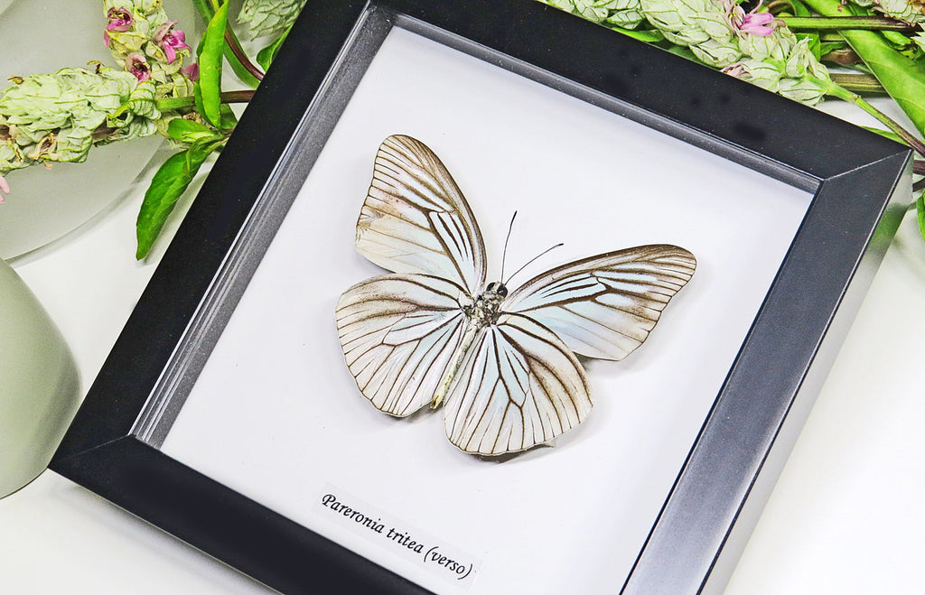 Framed butterflies Pareronia tritea Bits & Bugs