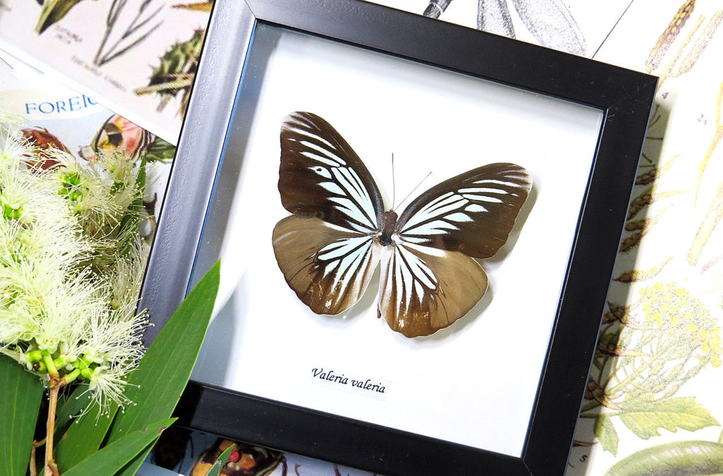 Framed butterflies Bits & Bugs