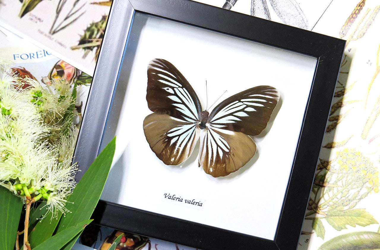 Framed butterflies Bits & Bugs