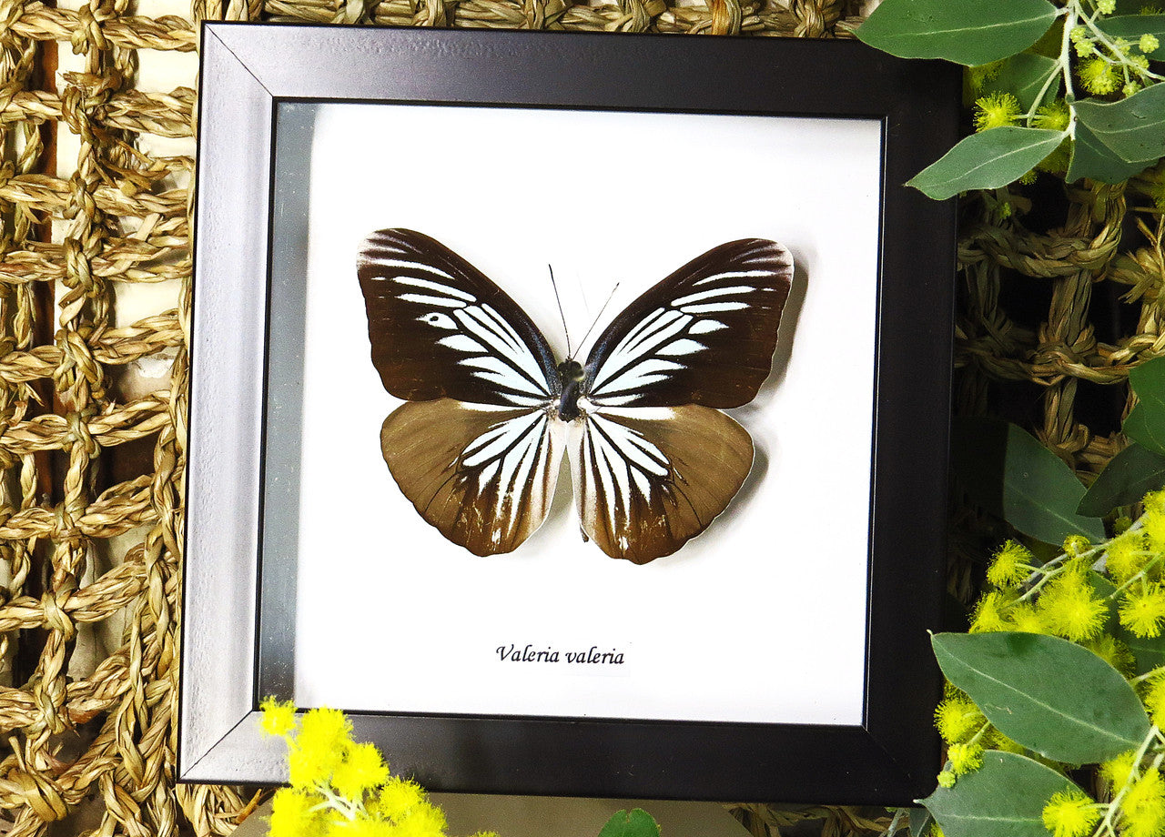 Framed butterflies Bits & Bugs