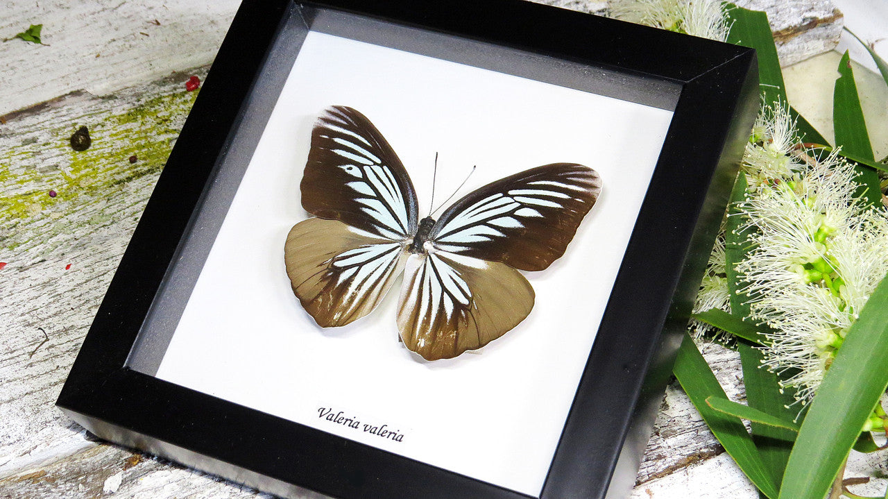 Framed butterflies Bits & Bugs