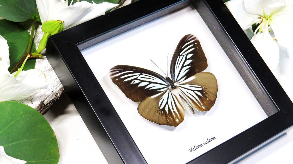 Framed butterflies Bits & Bugs