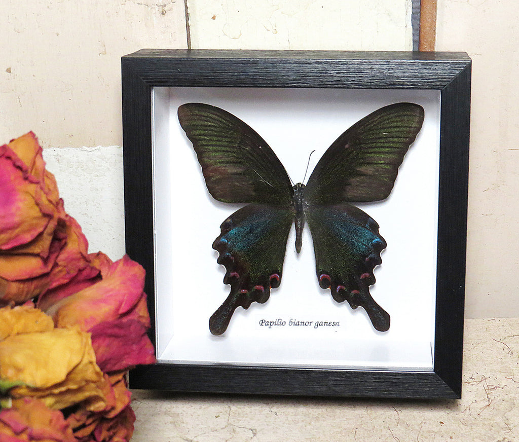 Papilio bianor ganesha