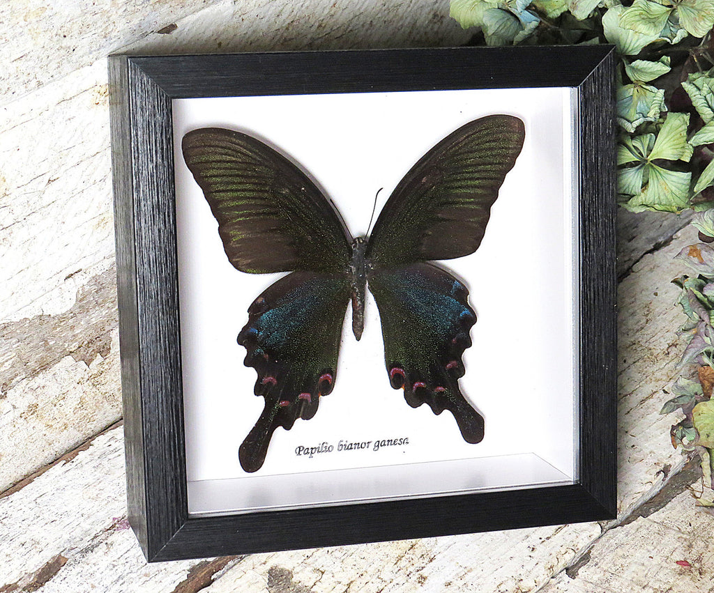 Papilio bianor ganesha